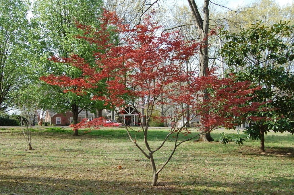 Spring - Japanese Red Maple