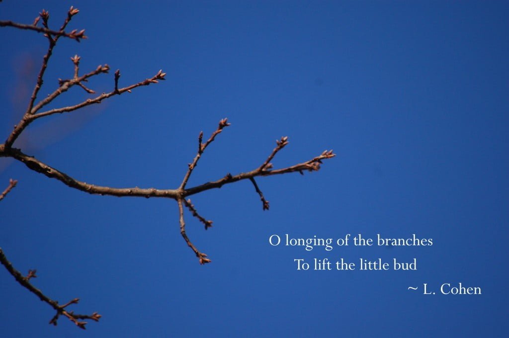 Longing of the Branches
