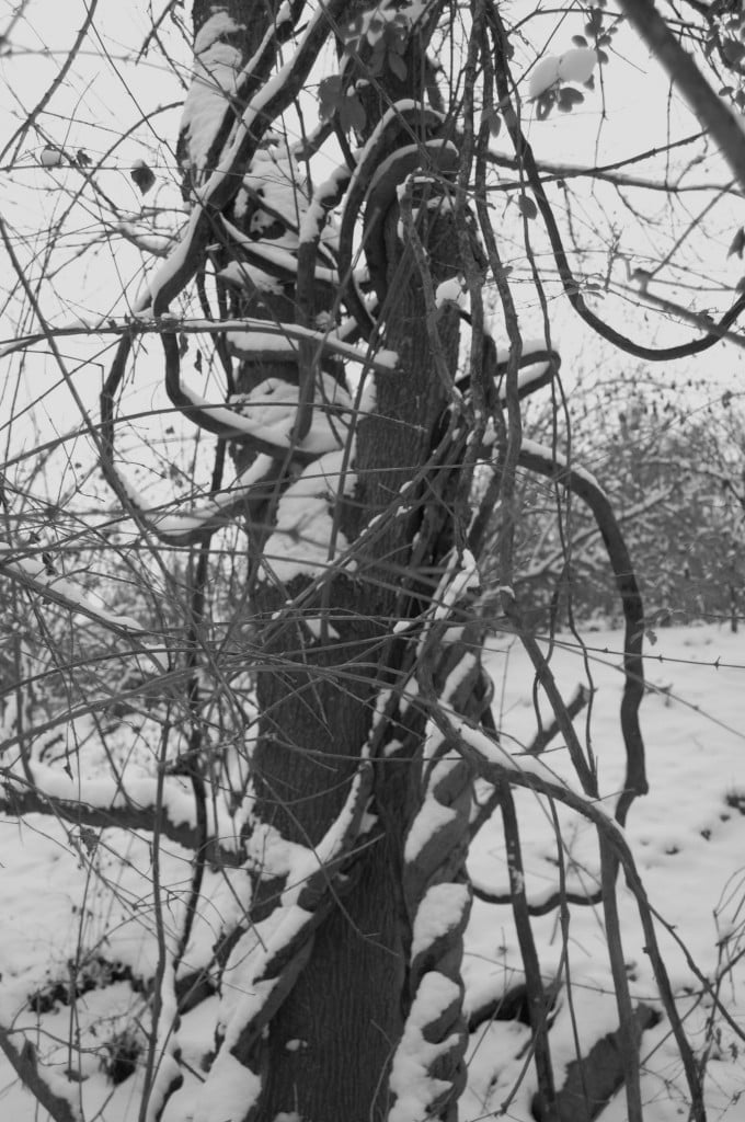 twisted vines & branches